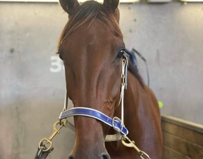 Countdown to Country Cups championship