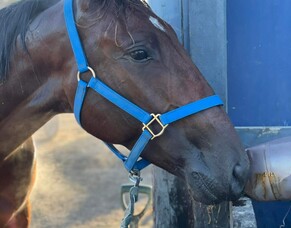 Trots talk: Greg catches up with Arna Donnelly