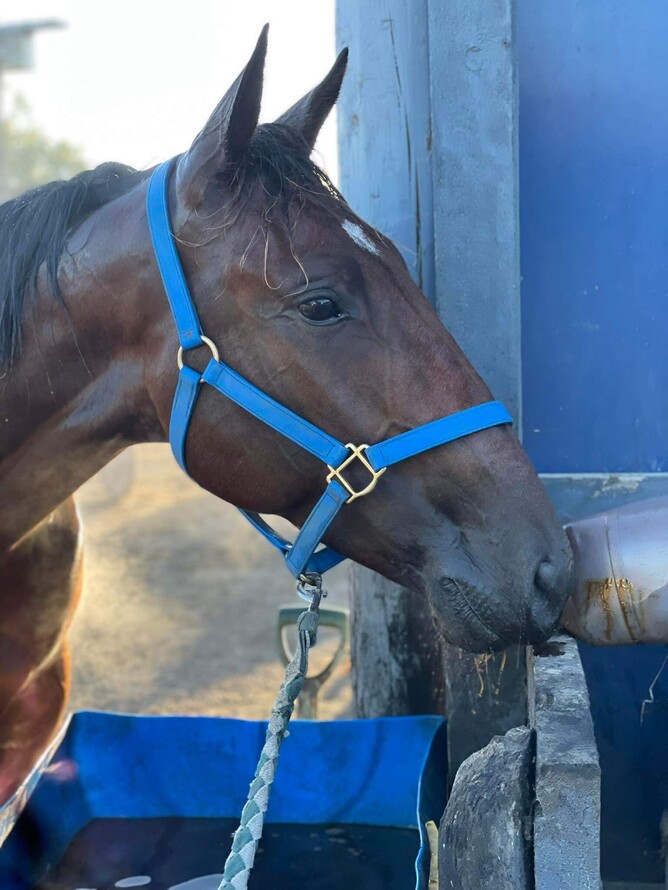 One of our Southern raiders - Bad Medicine