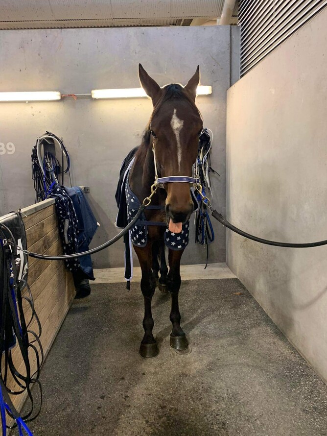 Kango prior to his third in the Auckland Cup
