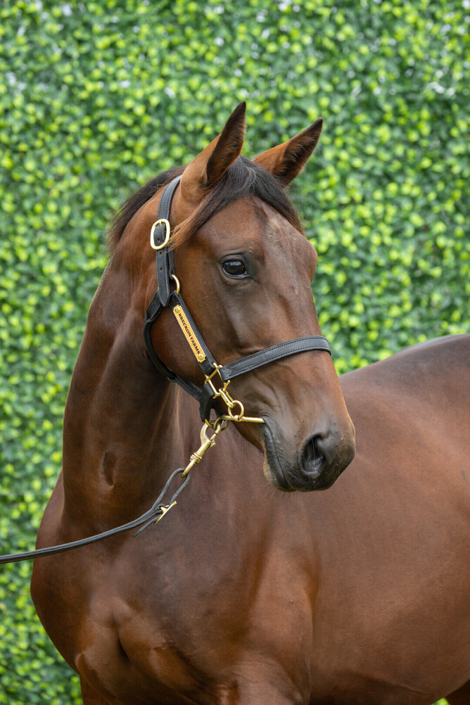 Lot 67 - Father Patrick / Factor The Odds (colt)