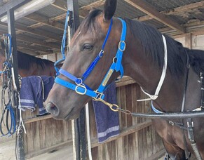 Jolimont gives galloping identity his first harness winner