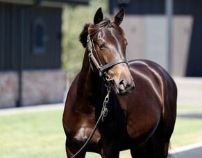 Karaka - Lot 68 -  $32,500