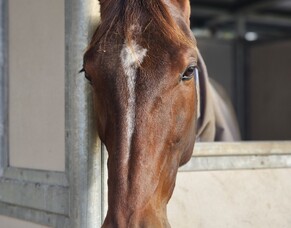 Kango to race in Australia before New Zealand Cup campaign