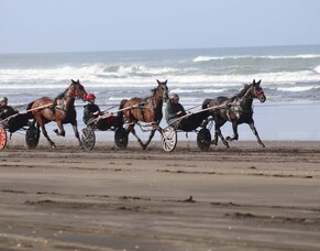 A Fascinating Day Trip from Clarks Beach: Explore Waiuku and the Awhitu Peninsula