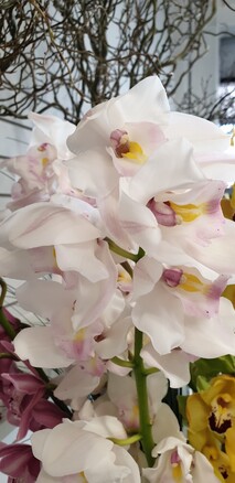 White Cymbidium Orchids Rotorua
