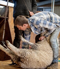 Beginner Shearing