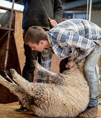 Beginner Shearing