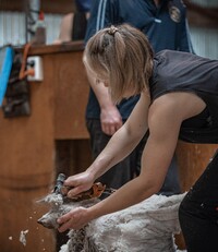 FINEWOOL SHEARING