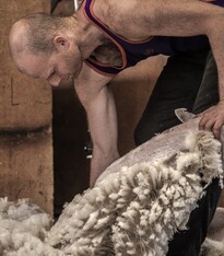 SHEARING