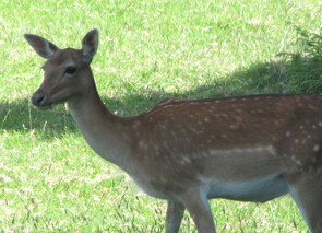 Fallow Deer Ruapehu
