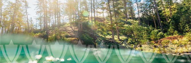 Forest scene with logo