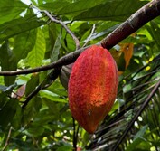 cacao