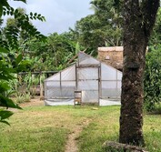 Solomon cacao farmer