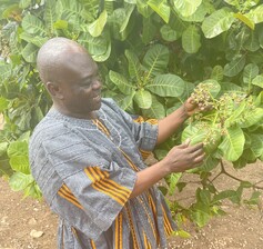 Freshly picked cashews