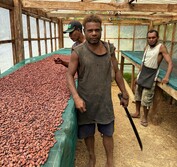 Solomon cacao farmer