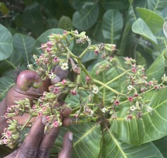 cashew nuts