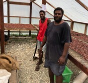 Solomon cacao farmers