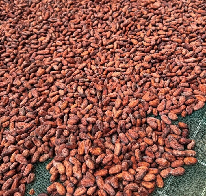 Solomon cacao beans