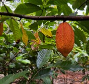Solomon cacao