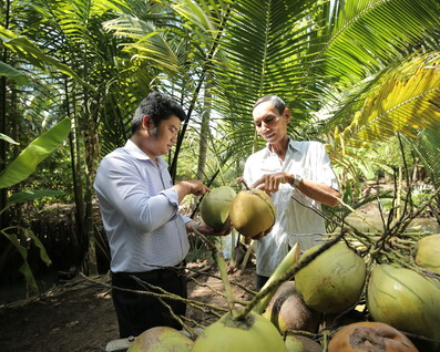 men looking at coconuts