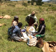 freshly picked peanuts