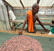 Solomon cacao farmer