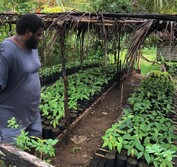 Solomon cacao farmer
