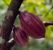 cacao