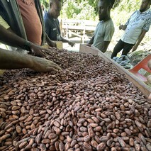 raw cocoa beans