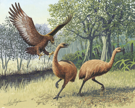 Haast's eagle attacking moa - by John Megahan - Courtesy PLoS Biology (Public Library of Science)