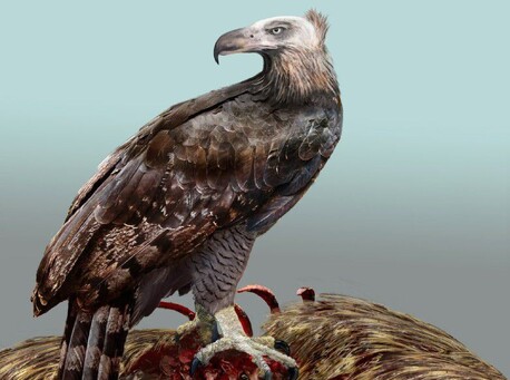 Haast's Eagle - Image adapted from © Katrina Kenny and © NHM