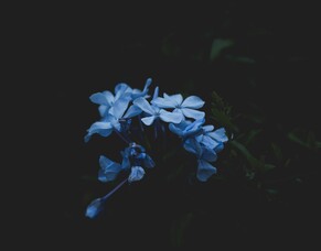 Praying in Gethsemane