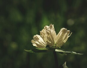 God&#039;s Work Restoring Hearts