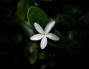 Jesus faces the furnace