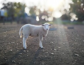 The Lamb of God