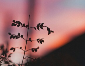 The message of reconciliation