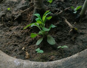 The Grace of God Grounds Us