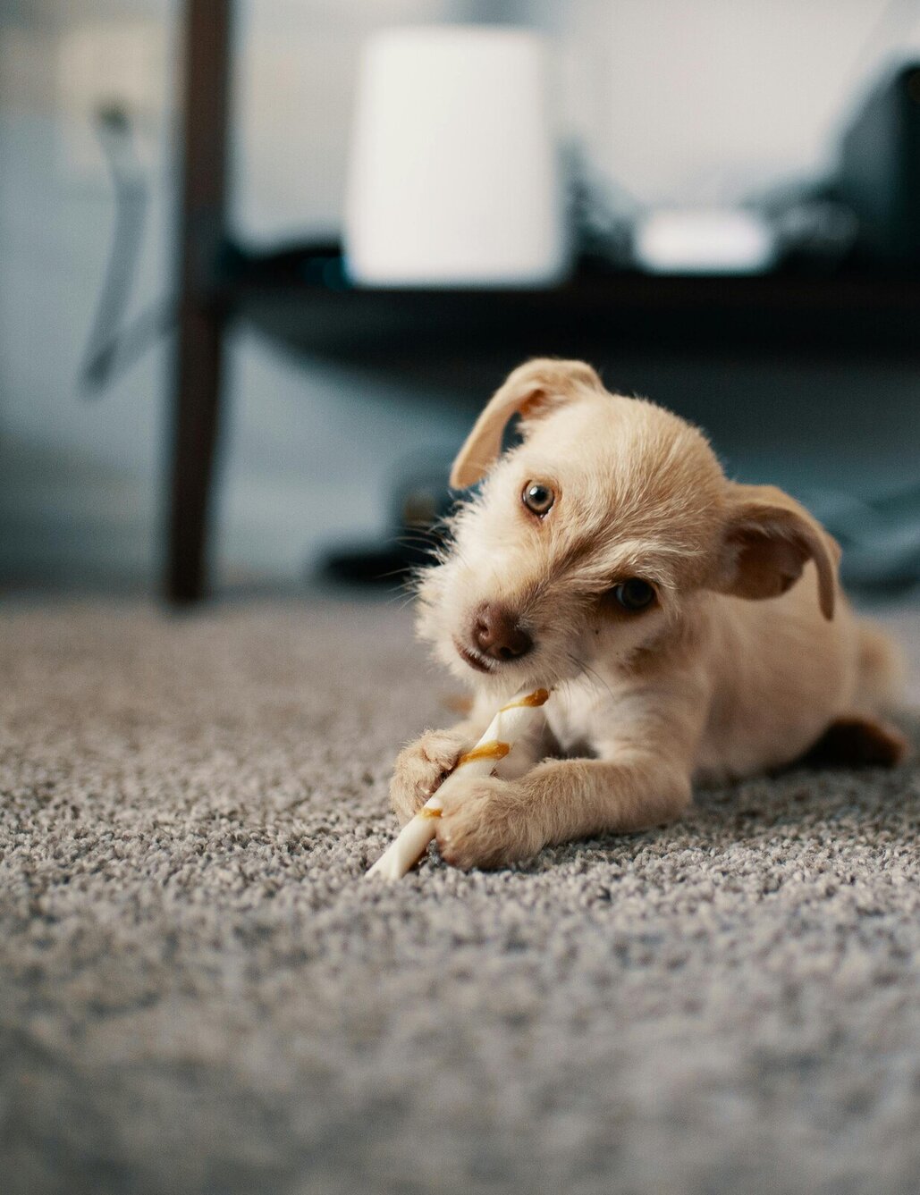 Image of dog on solution dyed nylon Carpet.