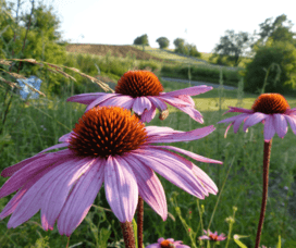 Echinacea: The Immune-Boosting Herb for a Resilient Body