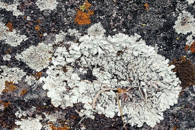 Lichen and moss