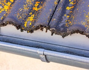 The Benefits Of Professional Roof Moss Treatment In New Zealand