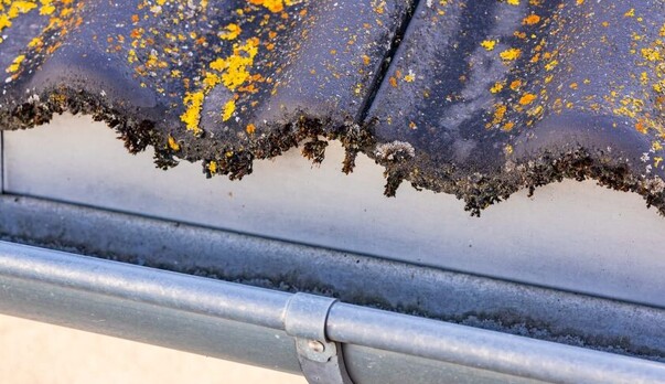 The Benefits Of Professional Roof Moss Treatment In New Zealand