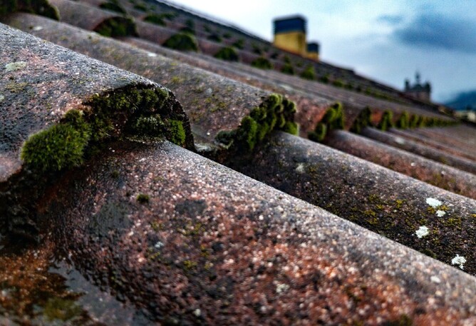 Moss lifting up roof tiles