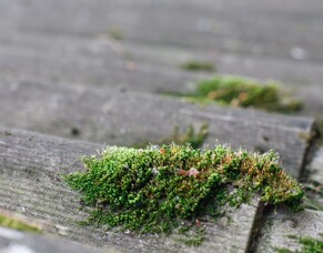Revealing Roof Moss Warning Signs You Shouldn&#039;t Ignore
