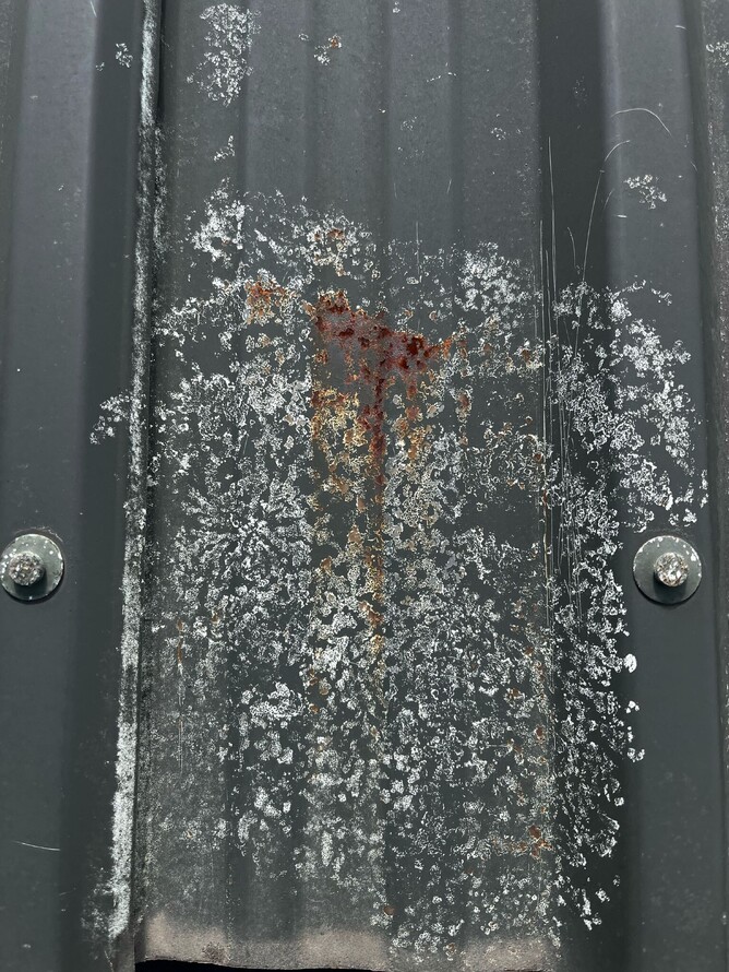 Moss damaging steel roofing