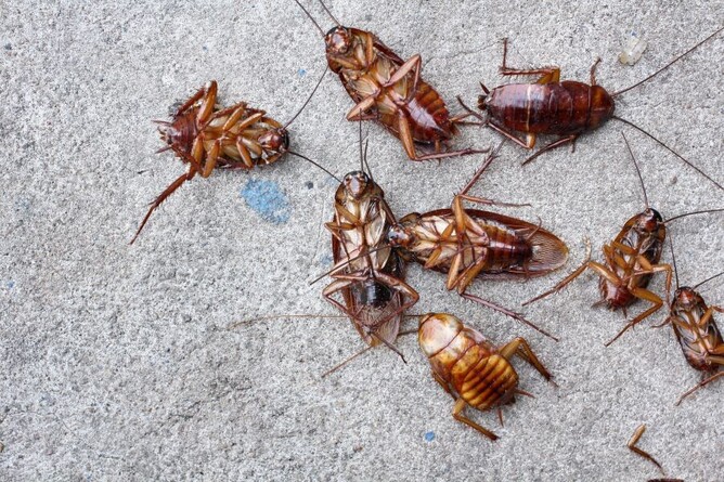 pest control with dead cockroaches