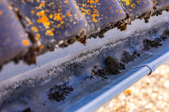 galvanized gutter with moss and roof tiles with colored lichen