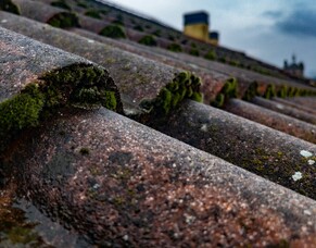 Why Roof Moss Treatment Matters: Preventing Costly Problems