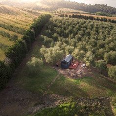 Frantoio Olive grove